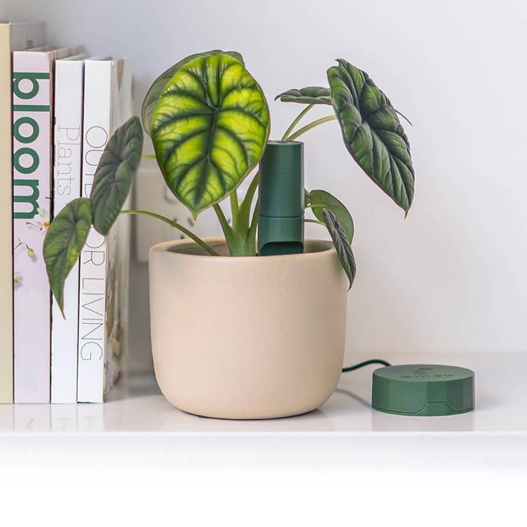 A plant with a willow starter pack inside the vase.